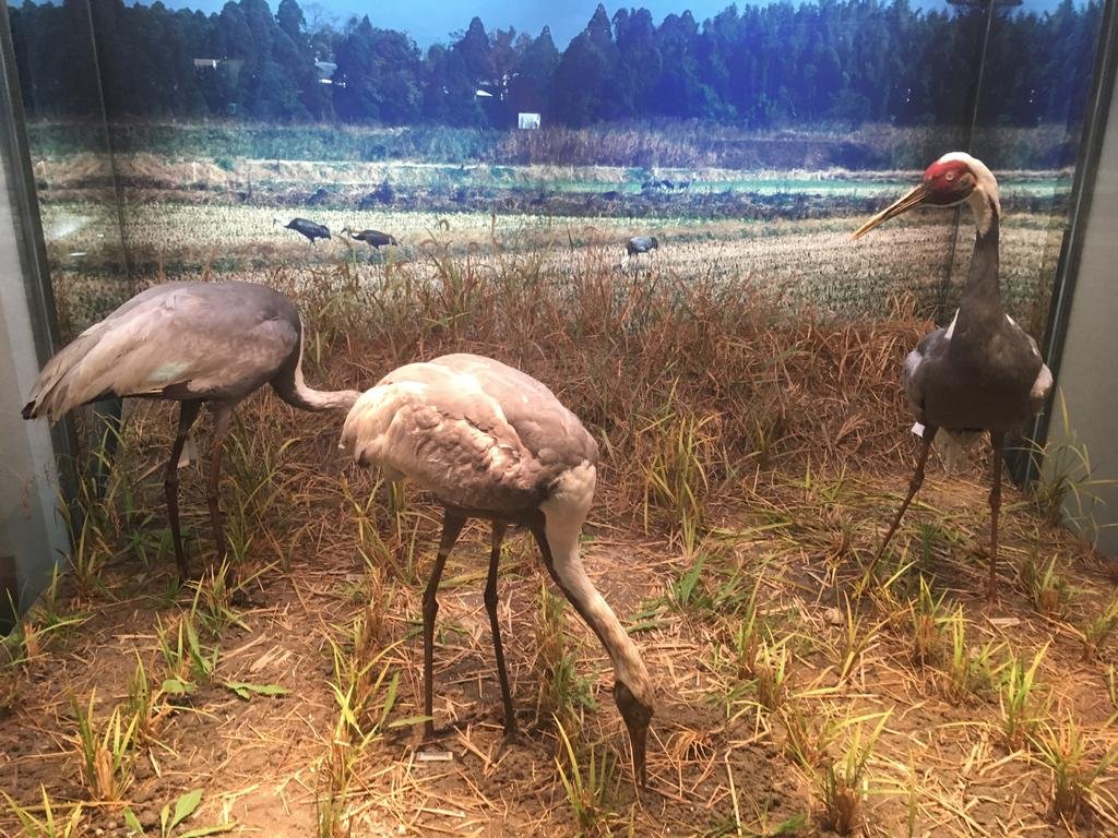 🦢 이즈미시 학 박물관 크레인파크 이즈미 (이즈미시 츠루 하쿠부츠칸 크레인파크 이즈미)